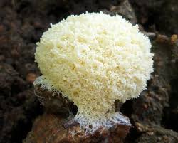 Attēlu rezultāti vaicājumam “Fuligo candida spores”