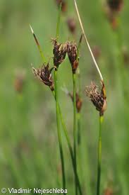 Attēlu rezultāti vaicājumam “Schoenus ferrugineus flower”