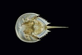 Image result for Limulus polyphemus