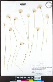 Attēlu rezultāti vaicājumam “Eriophorum gracile fruit”