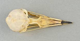 Image result for Synthliboramphus antiquus