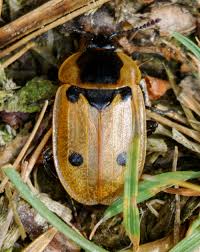 Attēlu rezultāti vaicājumam “Silphidae”