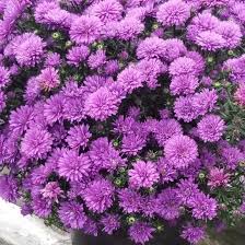 Image result for Aster novi-belgii