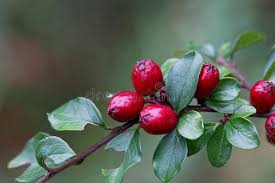 Attēlu rezultāti vaicājumam “Cotoneaster divaricatus fruit”