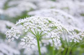 Attēlu rezultāti vaicājumam “Aegopodium podagraria flower”