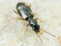 Attēlu rezultāti vaicājumam “Bembidion quadrimaculatum”