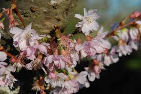 Attēlu rezultāti vaicājumam “Prunus padus var. roseiflora flower”