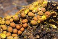 Attēlu rezultāti vaicājumam “Perichaena corticalis spores”