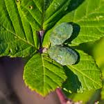 Attēlu rezultāti vaicājumam “Palomena prasina imago”