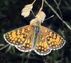Attēlu rezultāti vaicājumam “Mellicta athalia underside”