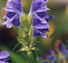Attēlu rezultāti vaicājumam “Dracocephalum ruyschiana leaf”