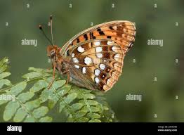 Attēlu rezultāti vaicājumam “Argynnis adippe underside”