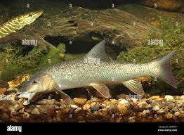 Image result for Barbus barbus