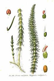 Attēlu rezultāti vaicājumam “Hippuris vulgaris”