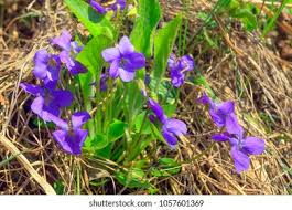 Attēlu rezultāti vaicājumam “Viola collina”