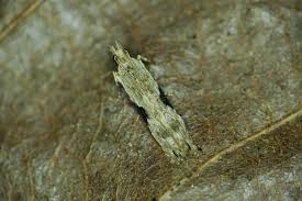 Attēlu rezultāti vaicājumam “Hypatima rhomboidella”