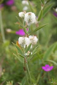 Attēlu rezultāti vaicājumam “Trifolium montanum flower”