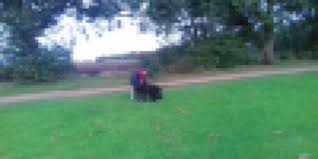 Image result for Glenrothes Rugby Football Club