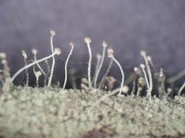 Attēlu rezultāti vaicājumam “Chaenotheca furfuracea”