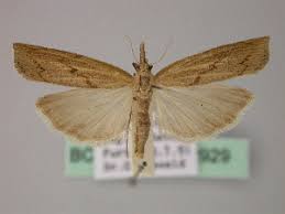 Attēlu rezultāti vaicājumam “Pediasia contaminella”