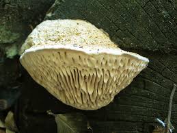 Attēlu rezultāti vaicājumam “Daedalea quercina”