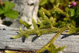 Attēlu rezultāti vaicājumam “Lycopodium dubium”