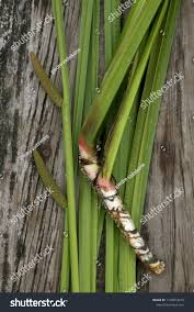 Attēlu rezultāti vaicājumam “Acorus calamus leaf”