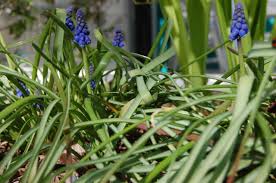 Attēlu rezultāti vaicājumam “Muscari armeniacum flower”