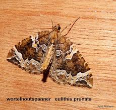 Attēlu rezultāti vaicājumam “Eulithis prunata”