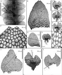 Attēlu rezultāti vaicājumam “Calypogeia sphagnicola”
