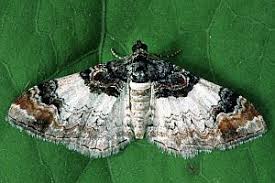 Attēlu rezultāti vaicājumam “Catarhoe cuculata”