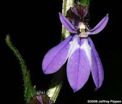 Attēlu rezultāti vaicājumam “Lobeliaceae”