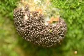 Attēlu rezultāti vaicājumam “Tubiferaceae”