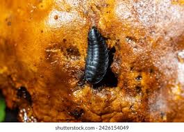 Attēlu rezultāti vaicājumam “Silpha obscura larva”