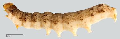 Attēlu rezultāti vaicājumam “Mamestra brassicae pupa”