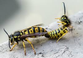 Attēlu rezultāti vaicājumam “Vespula germanica male”