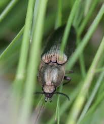 Attēlu rezultāti vaicājumam “Ctenicera pectinicornis male”