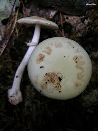 Attēlu rezultāti vaicājumam “Amanita citrina”