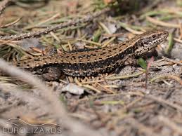 Attēlu rezultāti vaicājumam “Lacerta vivipara”