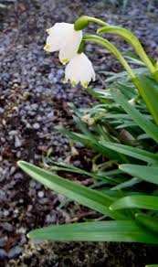 Attēlu rezultāti vaicājumam “Leucojum vernum var. carpathicum”