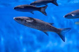 Image result for Chelon labrosus