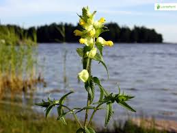 Attēlu rezultāti vaicājumam “Rhinanthus serotinus flower”
