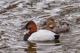 Image result for Aythya valisineria