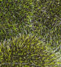 Attēlu rezultāti vaicājumam “Grimmia muehlenbeckii”