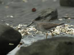 Image result for Tringa brevipes