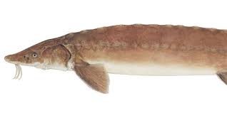 Image result for Acipenser fulvescens