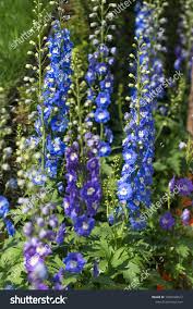 Attēlu rezultāti vaicājumam “Antirrhinum majus”