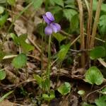 Attēlu rezultāti vaicājumam “Viola uliginosa”