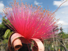 Attēlu rezultāti vaicājumam “Diderma globosum sessile”