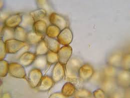 Attēlu rezultāti vaicājumam “Uromyces dactylidis”